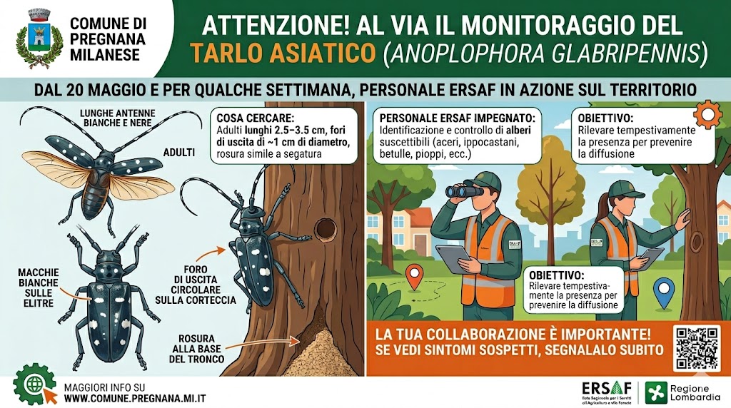 Arrivano i tecnici del Servizio Fitosanitario: monitoraggio e prevenzione contro il Tarlo Asiatico